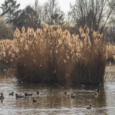 Am Teich
